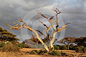 Deat tree at Amboseli national reserve