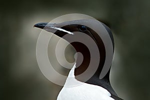 Deatail bird portrait. Brunnich\'s Guillemot, Uria lomvia, white birds with black heads in the sea water, Svalbard, Norway.