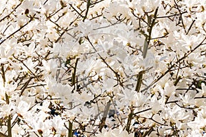 Deatail of y Yulan magnolia photo