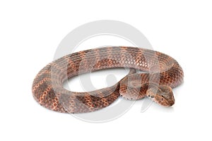 Death adder photo