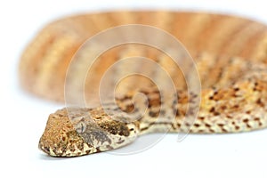 Death Adder isolated on White