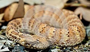 Death Adder sitting in leaves photo