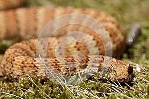 Death Adder sitting in leaves photo