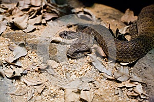 Death Adder waiting photo