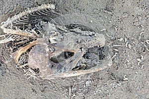 Death on the Beach