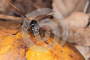 The death black and yellow wasp with long sting