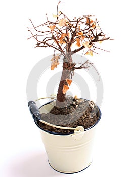 Death Bonsai tree