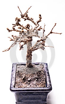 Death bonsai tree