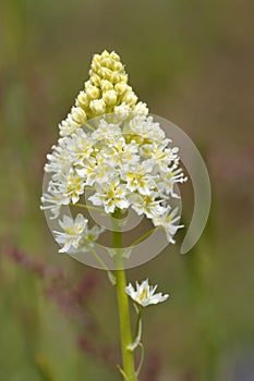 Death Camas or Meadow Death camas Zigadenus venenosus, Cowichan Valley, Vancouver Island, British Columbia