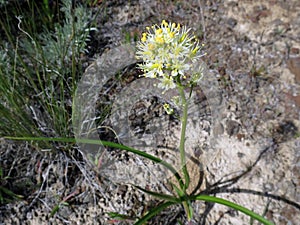 Death Camas - Zigadenus venenosus