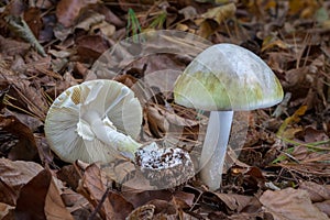 Death cap - Amanita phalloides - deadly poisonous mushroom