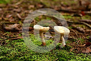 Death Cap Amanita phalloides in german Forest Odenwald