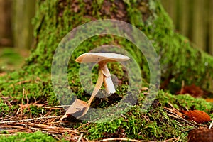 Death Cap Amanita phalloides in german Forest Odenwald