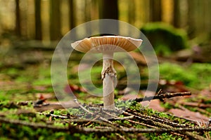 Death Cap Amanita phalloides in german Forest Odenwald