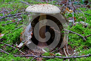 Death cap mushroom growth in conifer forest, fall season nature photo