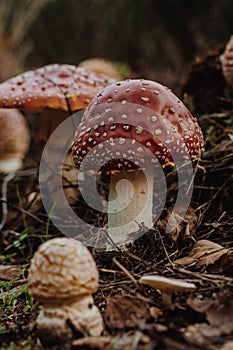 Death Cap Mushroom Death Cap Mushrooms