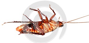 Death cockroach
