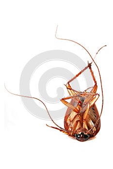 Death Cockroach