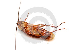 Death Cockroach