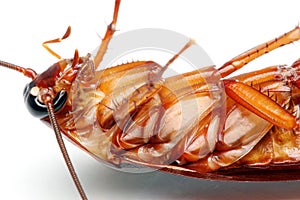 Death Cockroach