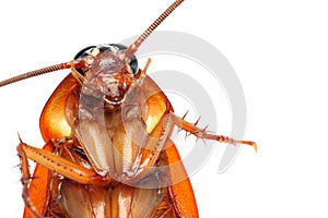Death Cockroach