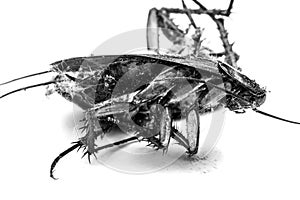 Death cockroach