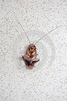 Death cockroach on the floor, pest control concept