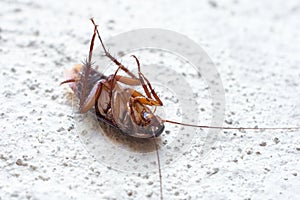 Death cockroach on the floor, pest control concept