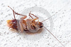 Death cockroach on the floor, pest control concept