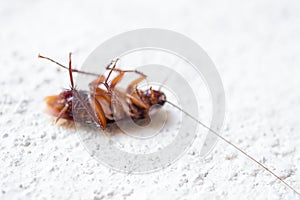 Death cockroach on the floor, pest control concept