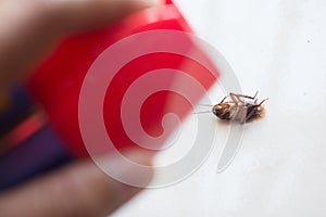 Death cockroach on the floor, pest control concept
