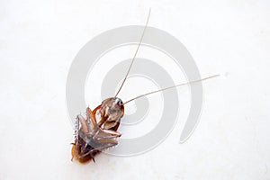 Death cockroach on the floor, pest control concept