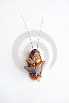 Death cockroach on the floor, pest control concept