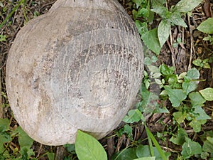 Death coconut seed