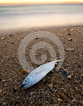 Death fish on the beach