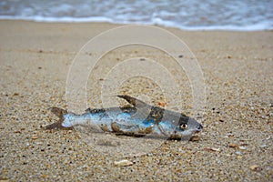Death fish on the beach.