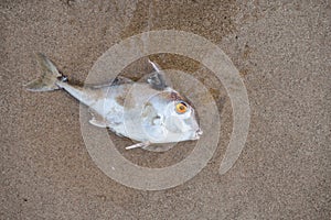 Death fish on the beach in pollution sea scape photo