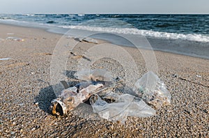 Death fish and plastic garbage on the beach