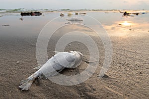 Death fish and plastic pollution environment