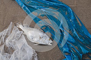 Death fish and plastic pollution environment