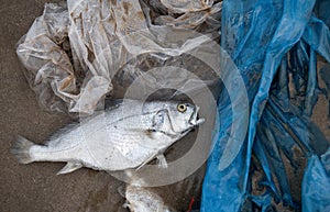Death fish and plastic pollution environment