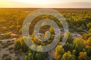 Death of the forest, drought in the desert. Feature of an environmental disaster.