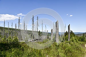 Death forest in Sumava national park in Czech republic