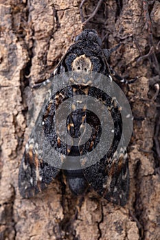 Death head hawkmoth on tree