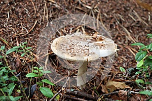 Death mushroom near an anthill