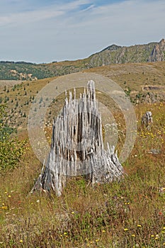 Death and Regrowth After an Eruption