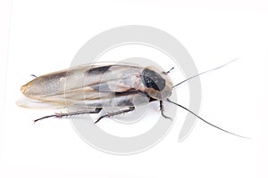 Death`s head cockroach Blaberus craniifer isolated on white