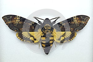 Death's head hawk moth