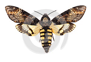 Death`s head hawk-moth isolated on white