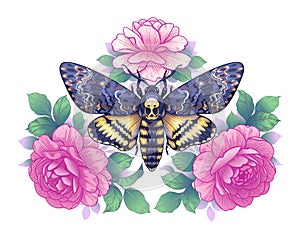 Death`s-Head Hawk Moth with Pink Roses